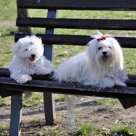 two maltese dogs posing on a park bench.の写真素材