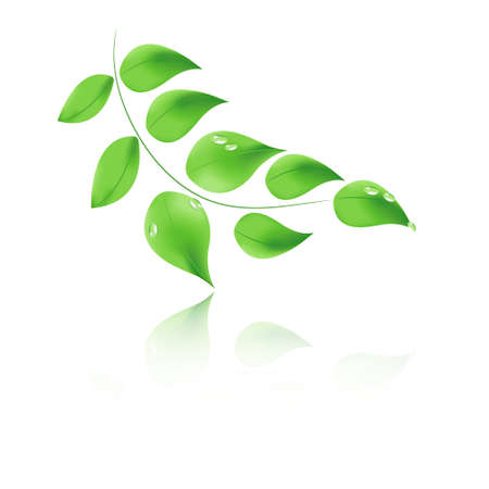 Vector leaf with drops and reflection. For printing, medicine, ecology, bio, dermatology, cosmetics ...のイラスト素材
