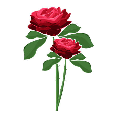Vector illustration of a rose isolated on white background. Bouquet of roses.のイラスト素材