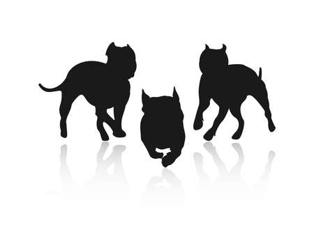 Silhouettes of fighting dogs. American Staffordshire Terrier, Pit Bull and French Bulldog. Dogs in action. Isolated on white background with reflection.のイラスト素材