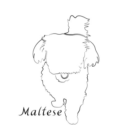 Maltese dog silhouette. Black outline of a standing dog. Animal print isolated on white background. Inscription Maltese.のイラスト素材