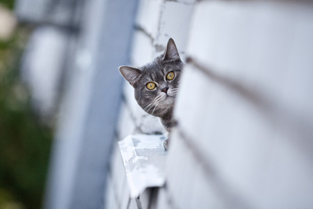Gray cat portrait looking at the camera, outdoorの写真素材