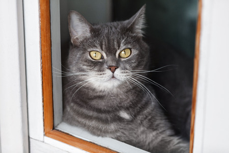 Gray cat portrait looking at the cameraの写真素材