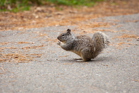California Ground Squirrel in Yosemite National Park, outdoorsの写真素材