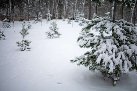 Winter Landscape Forest With Snowy, Frosty Landscape.