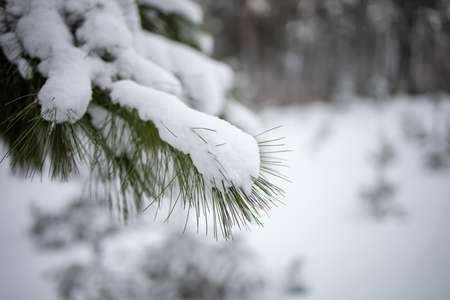 Winter Landscape Forest With Snowy, Frosty Landscape.