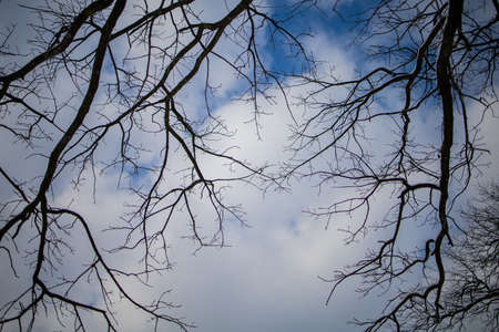 Tree Branch On Blue Winter Blue Sky.