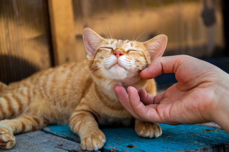 A shot of a ginger cat. Portrait of the cat head.の写真素材