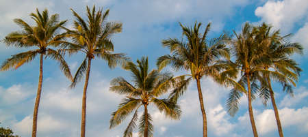 Palm Trees With Blue Sky And Cloudsの写真素材