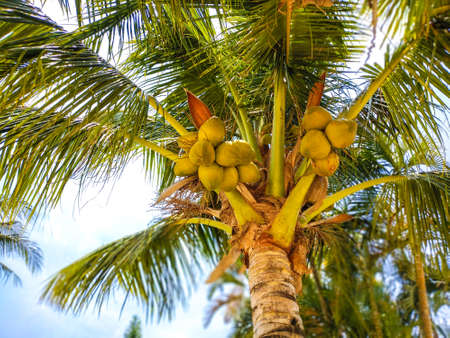 Coconuts Growing On A Tropical Coconut Treeの写真素材