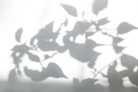 Shadow From A Tree On The Wall, Interesting Background