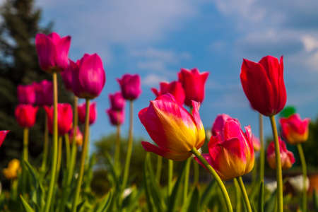 Many Beautiful Colors Of Multicolored Tulips As A Background