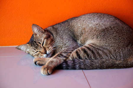 Cute Cat Sitting On The Street Near Old Houseの写真素材