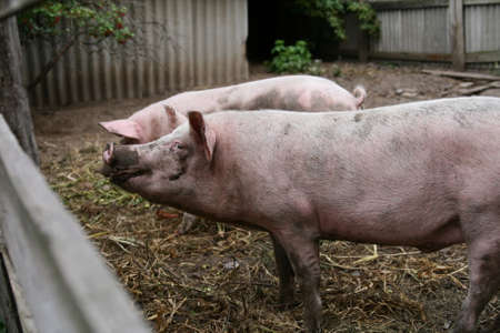 pink Pig Rooting Around In The Dirt In The Pasture