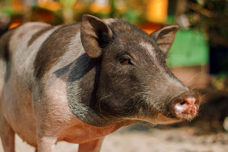Cute Pig On The Beach In India.の写真素材