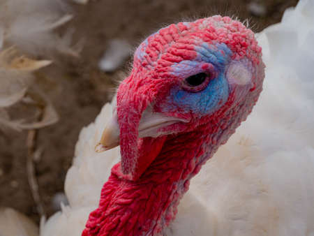 Portrait Of White Turkey At The Bio Farm Yard. Turkey Farm In A Rural Poultry Yard.の写真素材