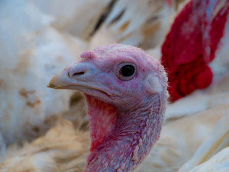 Portrait Of White Turkey At The Bio Farm Yard. Turkey Farm In A Rural Poultry Yard.の写真素材