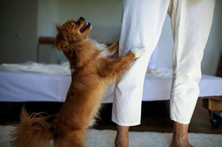 Dog Stands On Its Hind Legs Near Man Legs At Home.