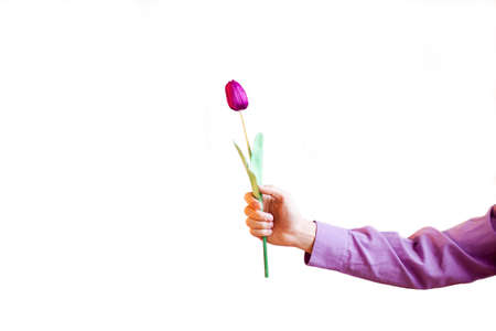 Gift On 8 March. Pink Tulip Flowers In Man Hand On White Backgroundの写真素材