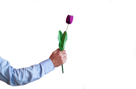 Gift On 8 March. Pink Tulip Flowers In Man Hand On White Backgroundの写真素材