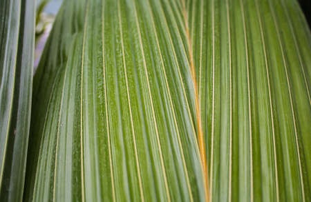 Texture Tropical Green Leaf Monstera Close-up