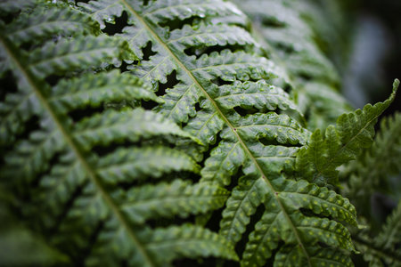 Full Frame Tropical Matteuccia Struthiopteris Toned Darkの写真素材