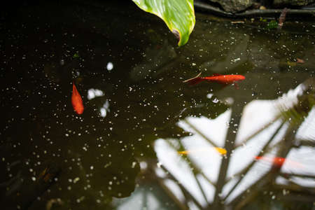 beautiful goldfish in the water in the pondの写真素材