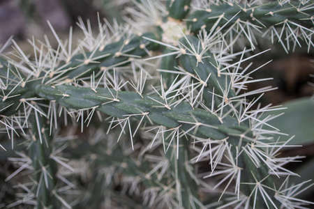 Selective Focus Shot Of A Cactus With Big Spikes