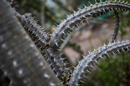 Selective Focus Shot Of A Cactus With Big Spikesの写真素材