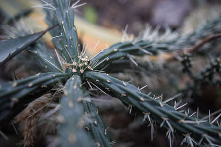 Selective Focus Shot Of A Cactus With Big Spikes