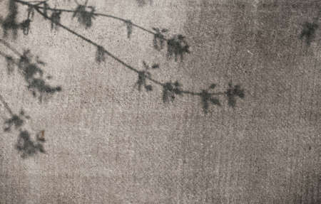 Interesting shadow from a tree on white wall.
