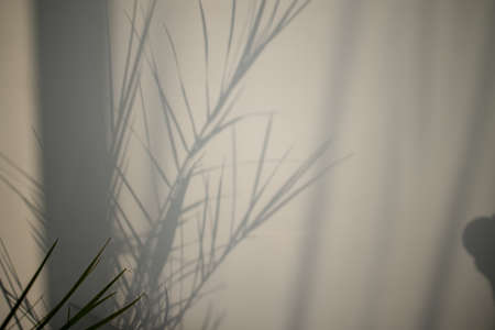 Interesting shadow from a tree on white wall.