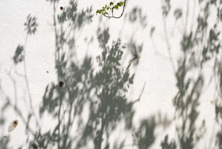 Interesting shadow from a tree on white wall.