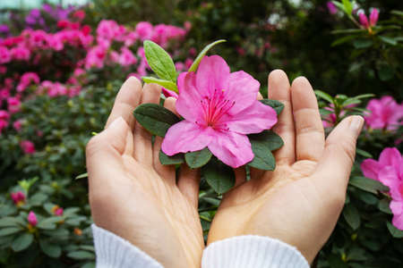 Closse-up Of Female Hand Toching The Leaves, Closeness-To-Natureの写真素材
