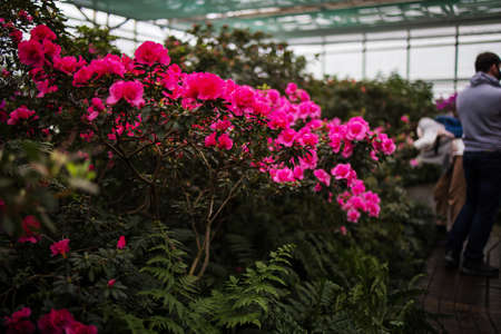 Large Greenhouse With Tropical Plants For Saleの写真素材