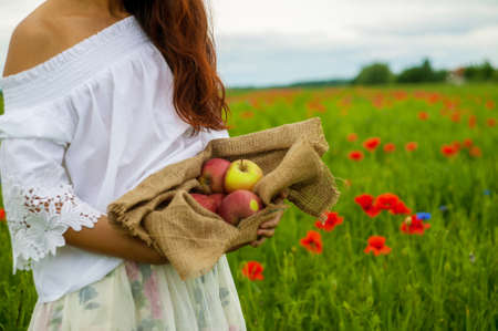 Asian Woman Picking Apples On Farm In Autumn. Woman Harvesting Red Apples On Farmの写真素材