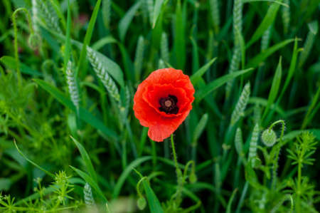 Many beautiful red flowers, poppies on a beautiful green background. Other names are Papaver rhoeas, common poppy, corn poppy, corn rose.の写真素材