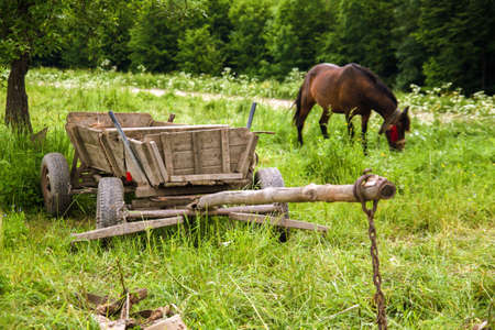 A brown horse in a field on a beautiful mountain in the Carpathians in Ukraine.の写真素材