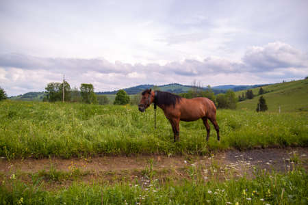 A brown horse in a field on a beautiful mountain in the Carpathians in Ukraine.