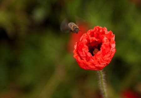 Many beautiful red flowers, poppies on a beautiful green background. Other names are Papaver rhoeas, common poppy, corn poppy, corn rose.の写真素材
