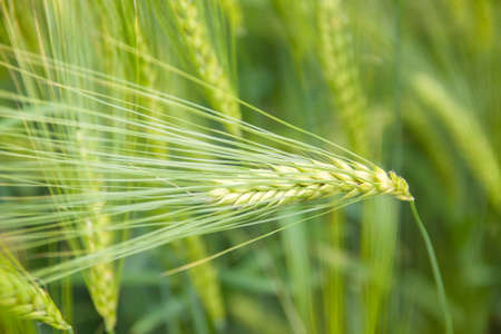 Ear of green wheat on the background of wheat field.の写真素材