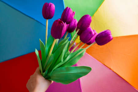 Man's Hand With Tulip Bouquet, Over White Background. Gift On 8 March