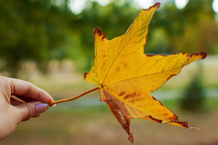 Fall, autumn concept. Dry golden maple leaf against window. Close up. Leaf detail, textured and silhouette. Soft focus. copy space. toned photo, retro colors effectの写真素材
