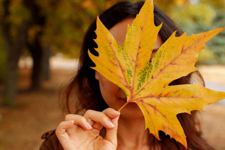 Fall, autumn concept. Dry golden maple leaf against window. Close up. Leaf detail, textured and silhouette. Soft focus. copy space. toned photo, retro colors effectの写真素材