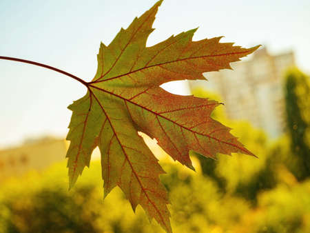 Big colorful autumn maple leaf with copy space.