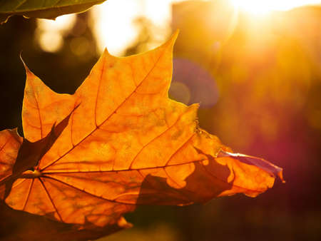 Colorful autumn background with maple leaves. Yellow leaves background, selective focus.の写真素材