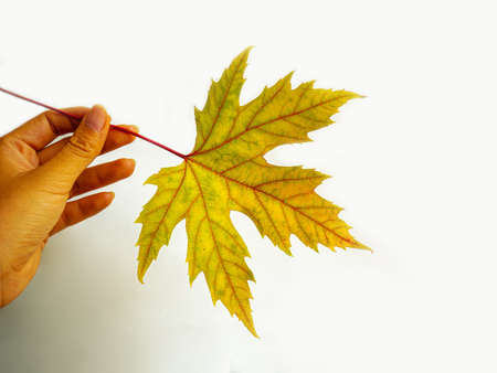 Big colorful autumn maple leaf with copy space.の写真素材