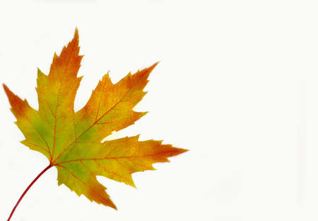 Big colorful autumn maple leaf with copy space.