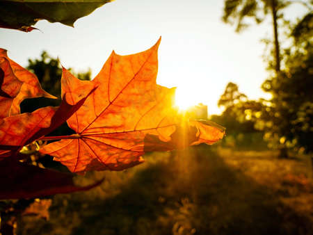 Big colorful autumn maple leaf with copy space.