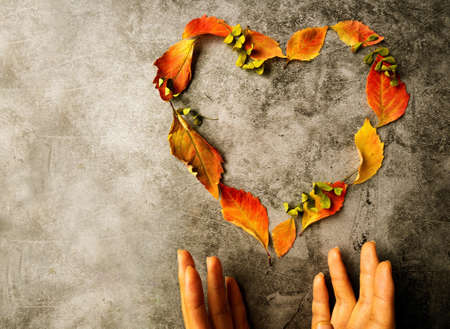 Autumn fun. Top view of fall yellow maple leaf in woman hands over white background. Copy space.